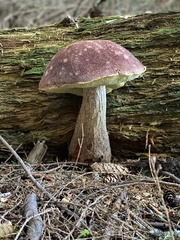 Aureoboletus mirabilis