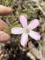 Eriostemon australasius