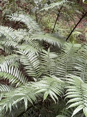 Angiopteris lygodiifolia