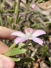 Eriostemon australasius