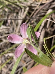Eriostemon australasius