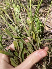Eriostemon australasius