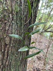 Microsorum pustulatum pustulatum