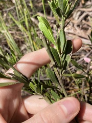 Eriostemon australasius