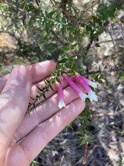 Epacris longiflora