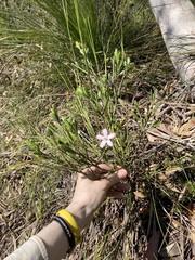 Eriostemon australasius