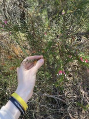 Epacris longiflora