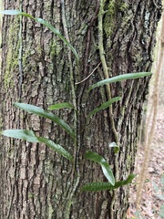 Microsorum pustulatum pustulatum