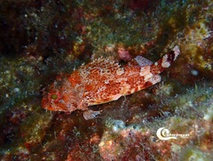 Scorpaena maderensis