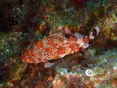 Scorpaena maderensis