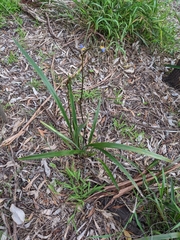 Dianella tasmanica