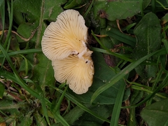 Crepidotus variabilis
