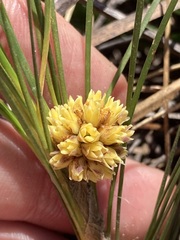 Lomandra glauca