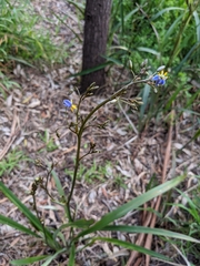 Dianella tasmanica