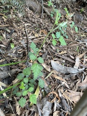 Rubus parvifolius