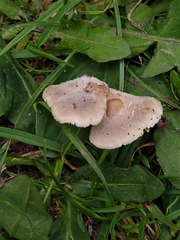 Crepidotus variabilis