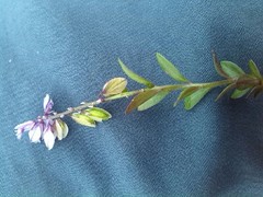 Polygala serpyllifolia