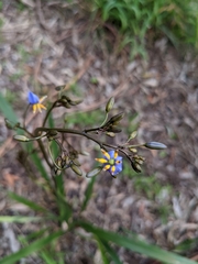 Dianella tasmanica