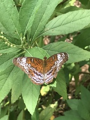 Lebadea martha parkeri