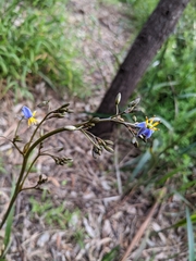 Dianella tasmanica
