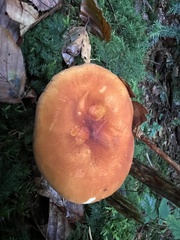 Hygrophoropsis rufa