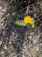 Grindelia ciliata