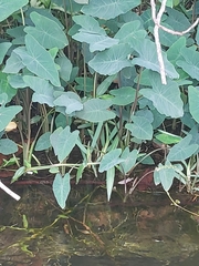 Colocasia esculenta
