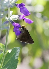 Euphyes vestris