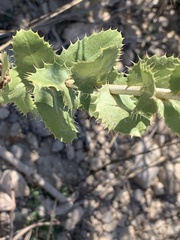 Grindelia ciliata