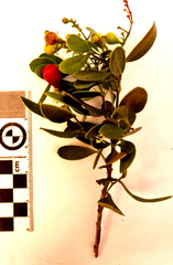 Colpoon compressum
