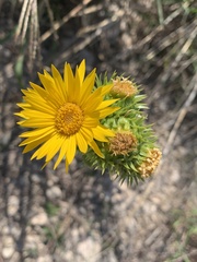 Grindelia ciliata