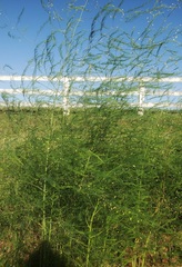 Asparagus officinalis