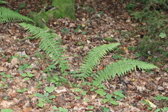 Dryopteridoideae