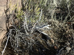 Pachypodium succulentum