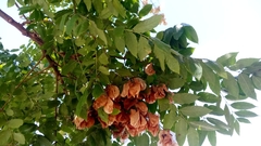 Koelreuteria bipinnata