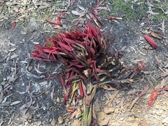 Doryanthes excelsa