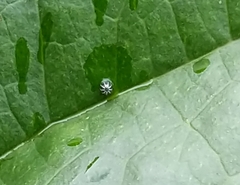 Kaniska canace