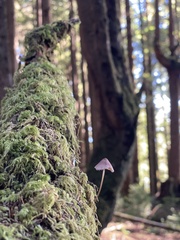 Mycena purpureofusca