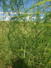Asparagus officinalis
