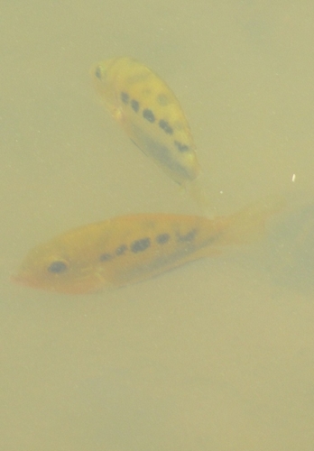 Orange chromide (Etroplus maculatus) — Cichlidae — 5