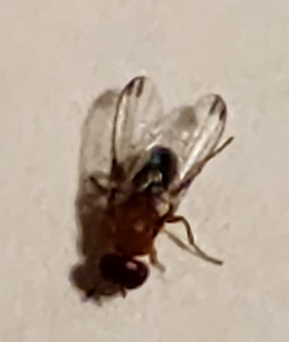 Mycetaulus costalis