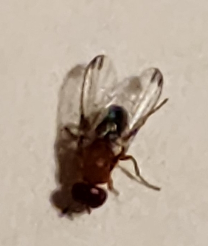 Mycetaulus costalis