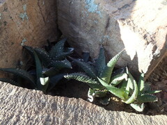 Haworthiopsis tessellata