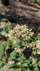 Pomaderris discolor