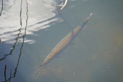 Lepisosteus platyrhincus