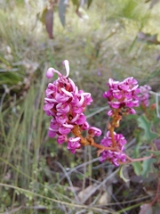 Grevillea quercifolia
