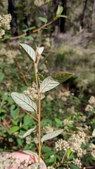 Pomaderris discolor