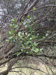 Ileostylus micranthus