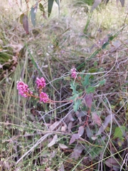 Grevillea quercifolia