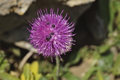 Carduus defloratus